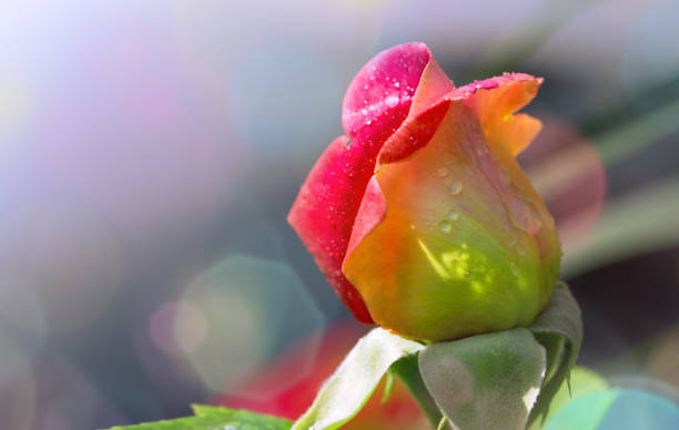 istock Red yellow rose closeup with watwr drop 1010124130