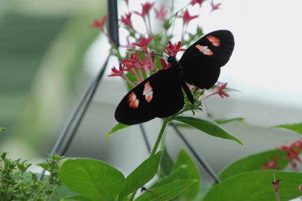 istock Black and Pink Butterflies 1010128630