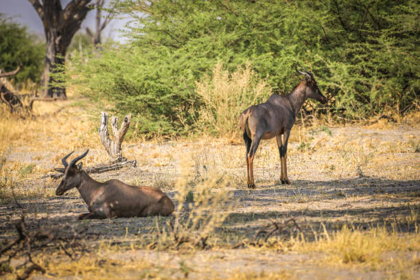 istock Young male Impala standing in natural habitat 1010129678