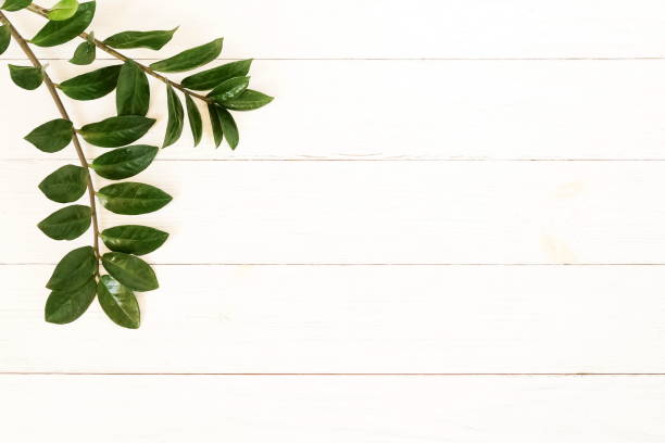 istock frame made of green branches on white wooden background. Flat lay, top view. copy space 1010132754