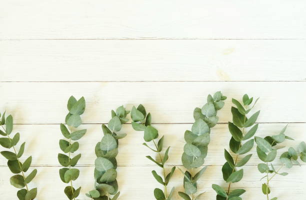 istock frame made of eucalyptus branches on white wooden background. Flat lay, top view. copy space 1010133058