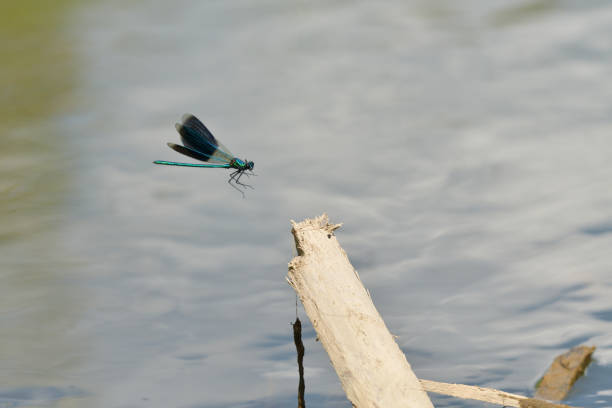 istock Dragonfly to land on the twig in water surface 1010133472