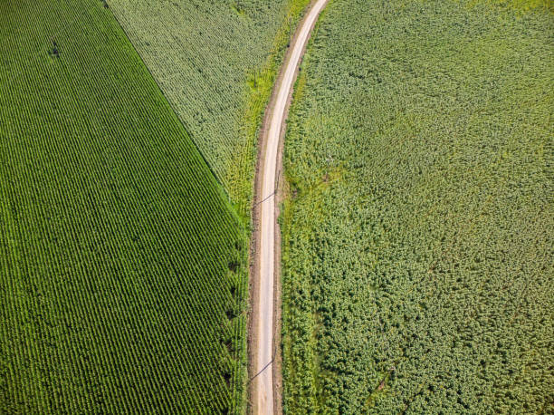 istock Drone picture from a maize at summertime in Spain 1010133520