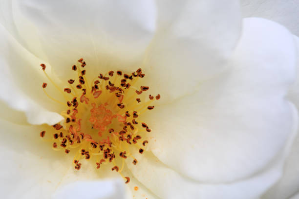 istock Closeup of white rose 1010135716