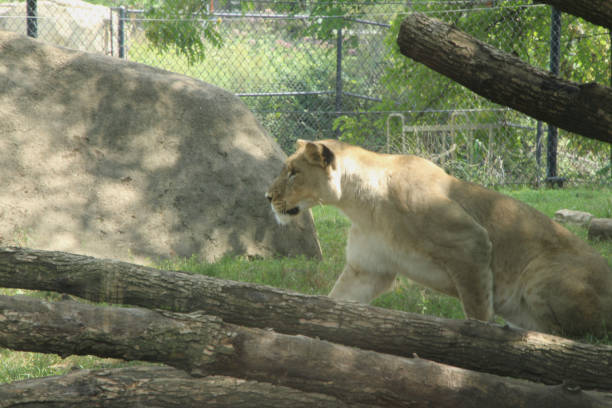 istock Lioness on the Prowl 1010135762