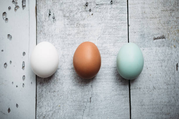 Multi-colored organic eggs from free range chickens on a rustic barn wood background.  A brown, white, and a baby blue egg in a row.