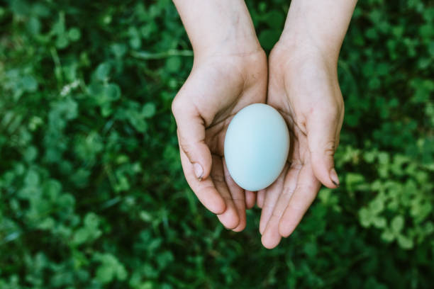 Children's hands holding multi-colored organic eggs from free range chickens.  They hold up the eggs they've harvested for the camera.