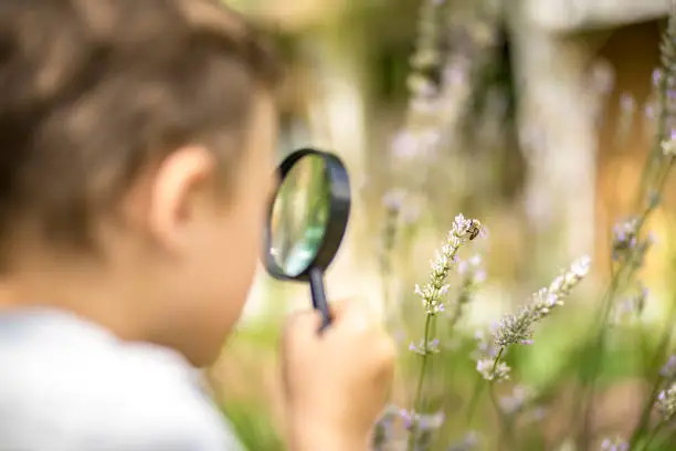 Photo of Little explorer observes a honeybee through a magnifying glass