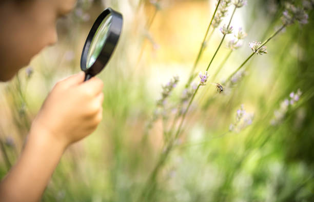 Little explorer observes a honeybee through a magnifying glass stock photo
