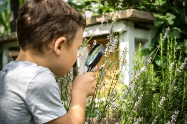 Little boy observes a honeybee on a flower through a magnifying glass.