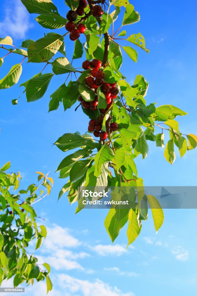 Makro aufnahme auf red cherries and sky Cherries hanging on a cherries tree branch. Cherry tree in the sunny garden. Agriculture Stock Photo