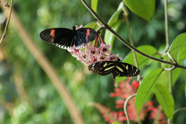 istock Two Butterflies on Pink Flowers 1010146712