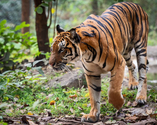 istock Portrait of tiger. 1010151156