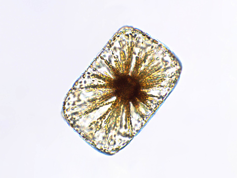 Algae, a unicellular organism, diatoms