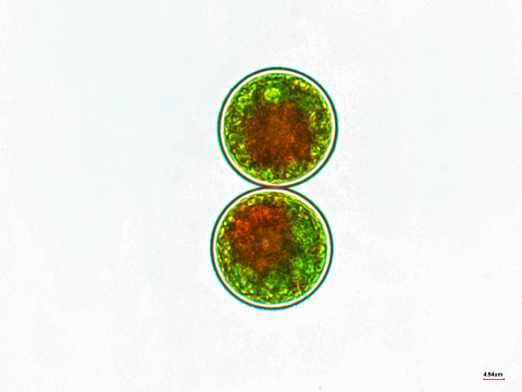 Haematococcus pluvialis, a unicellular organism, green algae