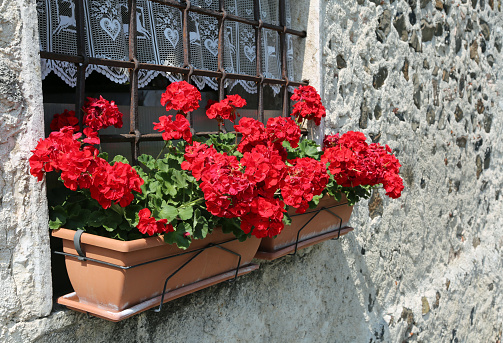 two vases of red geraniums on the balcony of a stone house