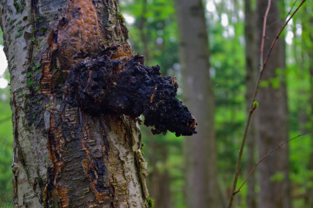 Wild Chaga Mushroom (Inonotus obliquus) growing on a Birch tree. stock photo