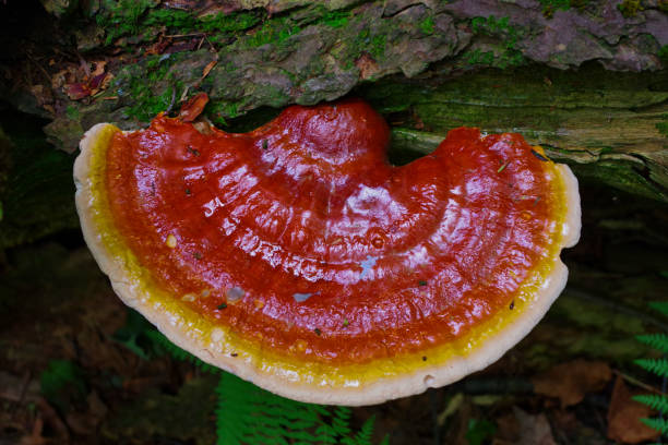 Reishi Mushroom growing on a Hemlock tree in the forest stock photo