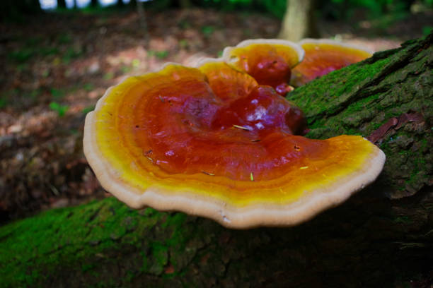 istock Reishi Mushroom growing on a Hemlock tree in the forest 1010160292