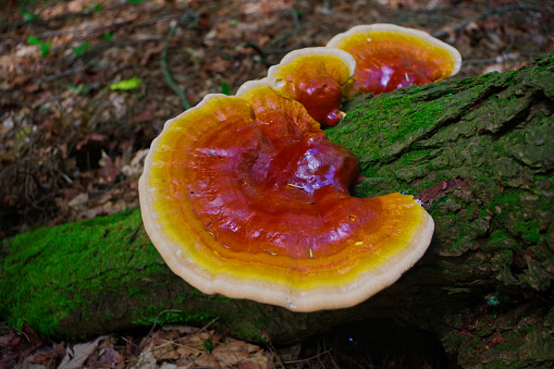 Reishi Mushroom (Ganoderma Tsugae) is a wild medicinal mushroom that grows in the woods.