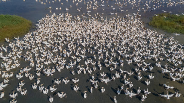 istock white pelicans in Danube Delta, Romania 1010165454