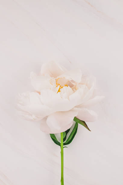 istock White peony flowers on marble background 1010165562