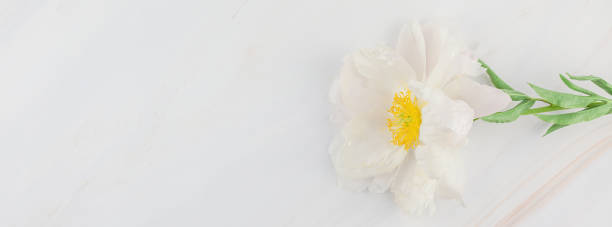 istock White peony flowers on marble background 1010165904