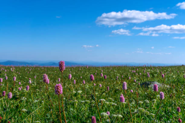 istock alpine meadow with pink flowers 1010166174