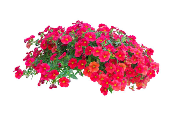 petunia flores aisladas con trazado de recorte incluido - isolated on white blossom vibrant color close up fotografías e imágenes de stock