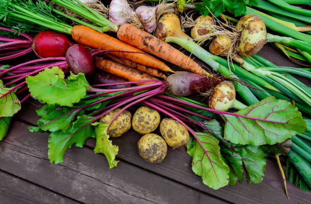 freshly harvested vegetables on wooden background top view - healthy eating onion onion family common beet imagens e fotografias de stock