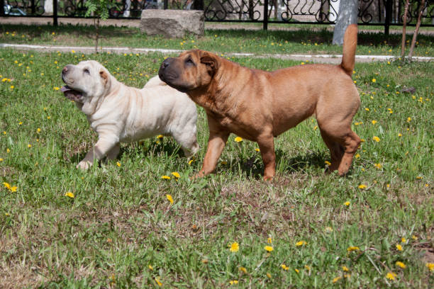 istock Two cute shar-pei puppies is playing on a green meadow. 1010173618