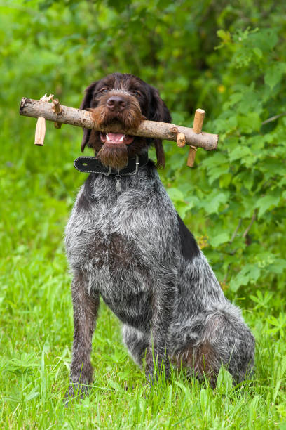 istock dog with training dummy on the green background 1010173720
