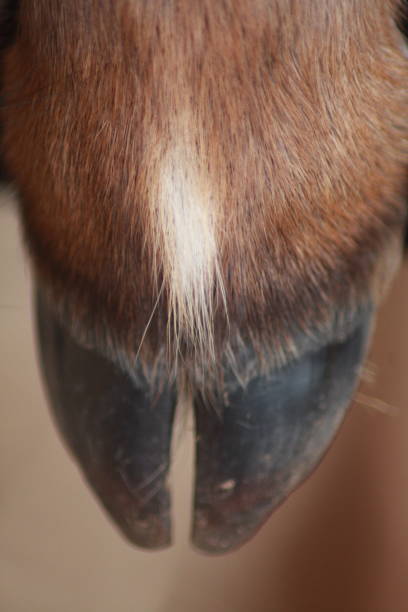 istock Reindeer fawns hoof 1010174558