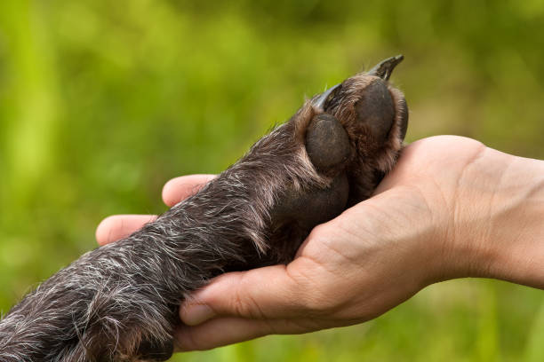 istock hand holding paw of dog 1010175760