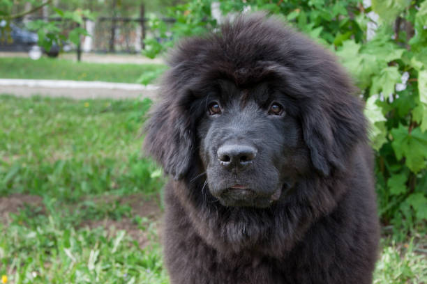 istock Cute newfoundland puppy is sitting on a green grass. 1010175812