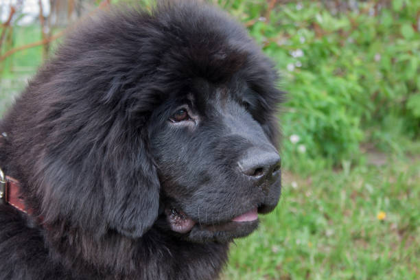 istock Cute newfoundland puppy close up. Pet animals. 1010175840