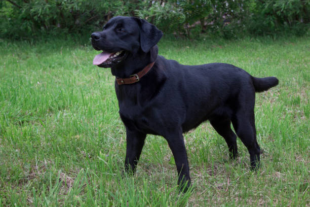 istock Cute black labrador retriever is standing on a green meadow. Pet animals. 1010175904