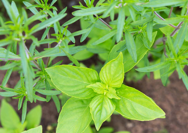 basilikum und estragon pflanze wächst im bio-garten-erde hautnah. - tarragon close up freshness herb stock-fotos und bilder