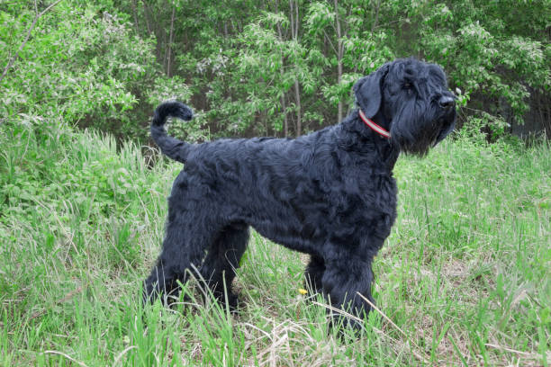 istock Black russian terrier is standing on the green meadow. Pet animals. 1010176068