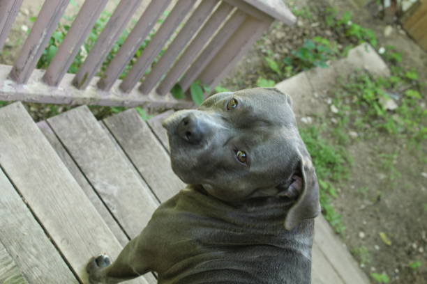 A gray pit bull looking back a gray pit bull looking back to the camera at the top of some stairs. blue nose pitbull pictures pictures stock pictures, royalty-free photos & images