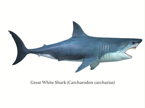 โปรไฟล์ด้านฉลามขาวที่ยอดเยี่ยม - เม็กกาโลดอน ภาพสต็อก ภาพถ่ายและรูปภาพปลอดค่าลิขสิทธิ์