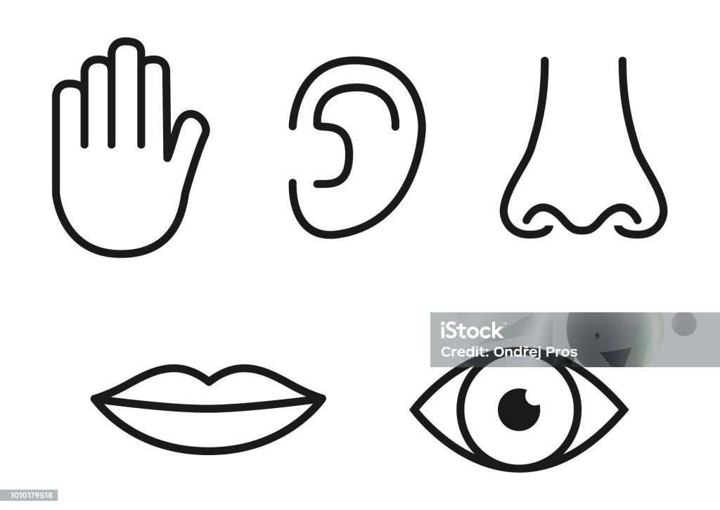 Ilustración de Esquema De Conjunto De Iconos De Los Cinco Sentidos Humanos Visión y más Vectores Libres de Derechos de Ícono - iStock Ilustración de Esquema De Conjunto De Iconos De Los Cinco Sentidos Humanos Visión y más Vectores Libres de Derechos de Ícono - iStock