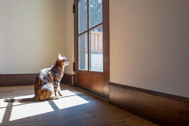 Bengal Cat Looking Out The Door stock photo