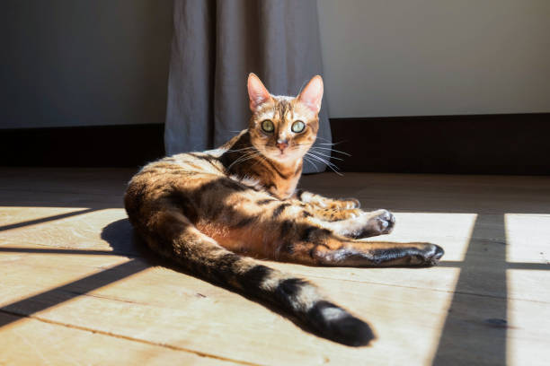 Bengal Cat Laying In The Sun stock photo