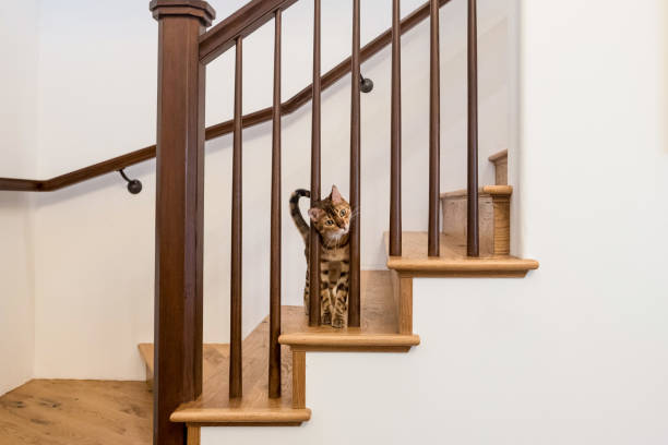 Bengal Cat Poking It's Head Through Bannister stock photo