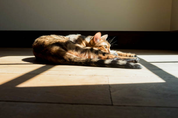 Bengal Cat Sunbathing stock photo