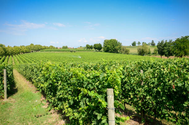 istock Vineyards in Lombardy, Italy 1010180026