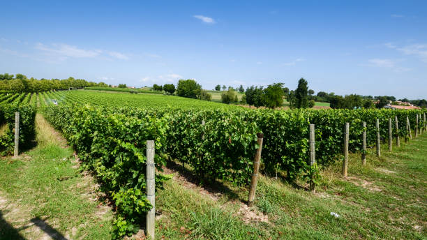 istock Vineyards in Lombardy, Italy 1010180046