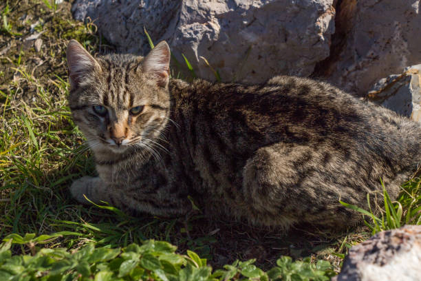 istock Lovely cat as domestic animal in view 1010180164