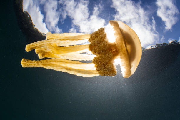 istock Golden Jellyfish Near Surface of Pacific 1010183126